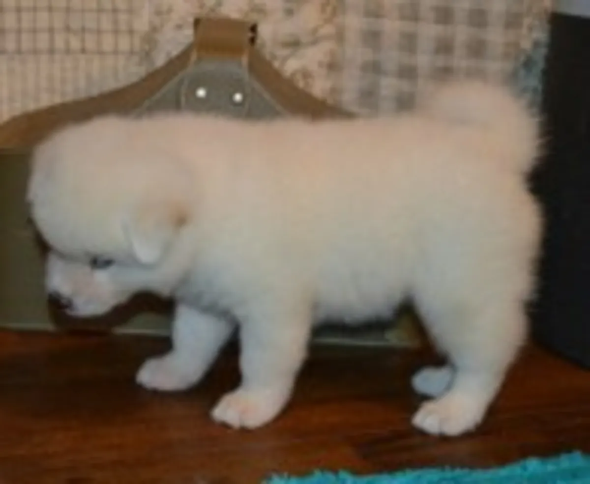 Chiots Akita Tête d'Ours