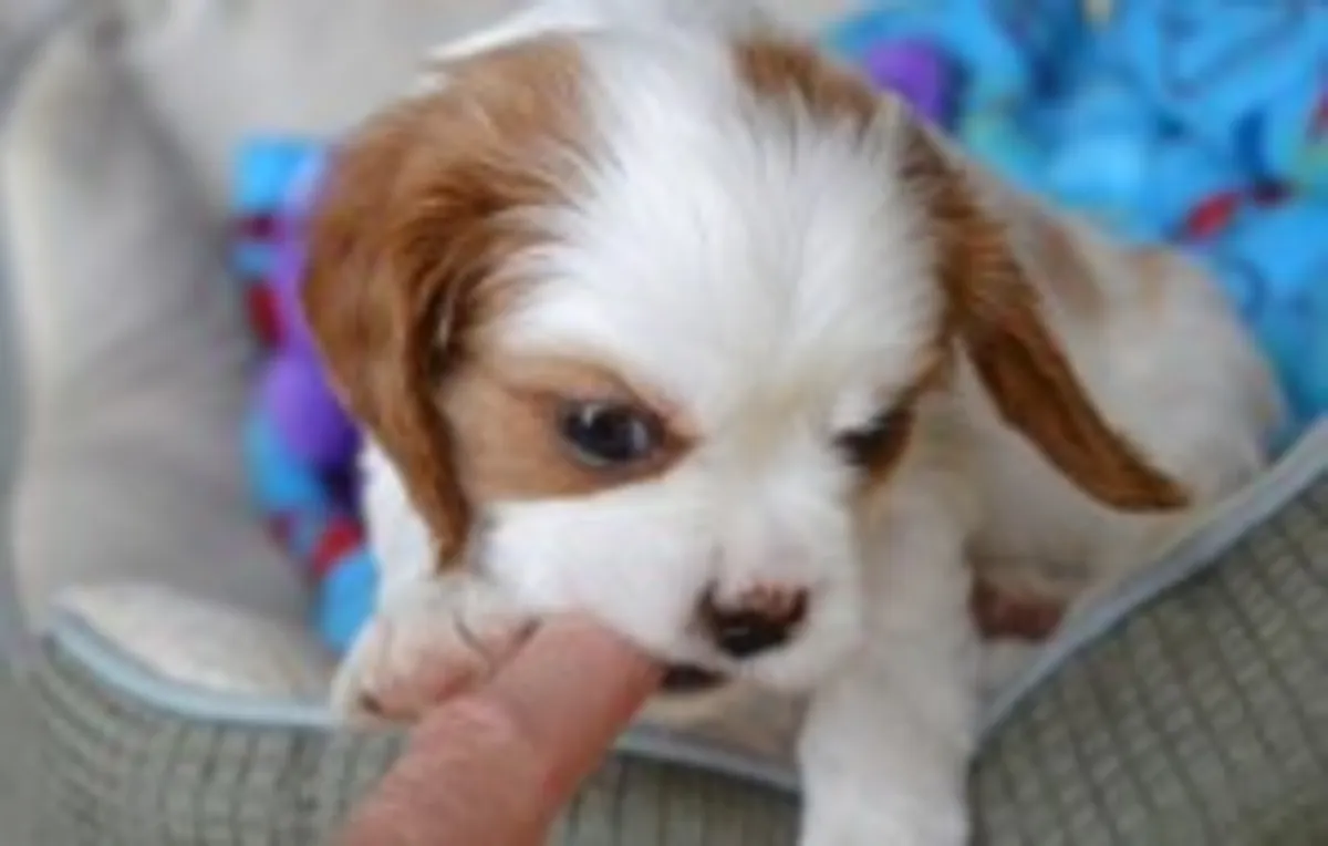 可获得的骑士查尔斯王犬幼犬。