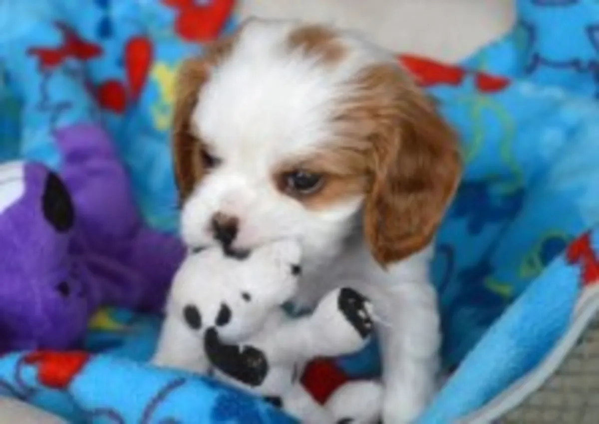 可获得的骑士查尔斯王犬幼犬。