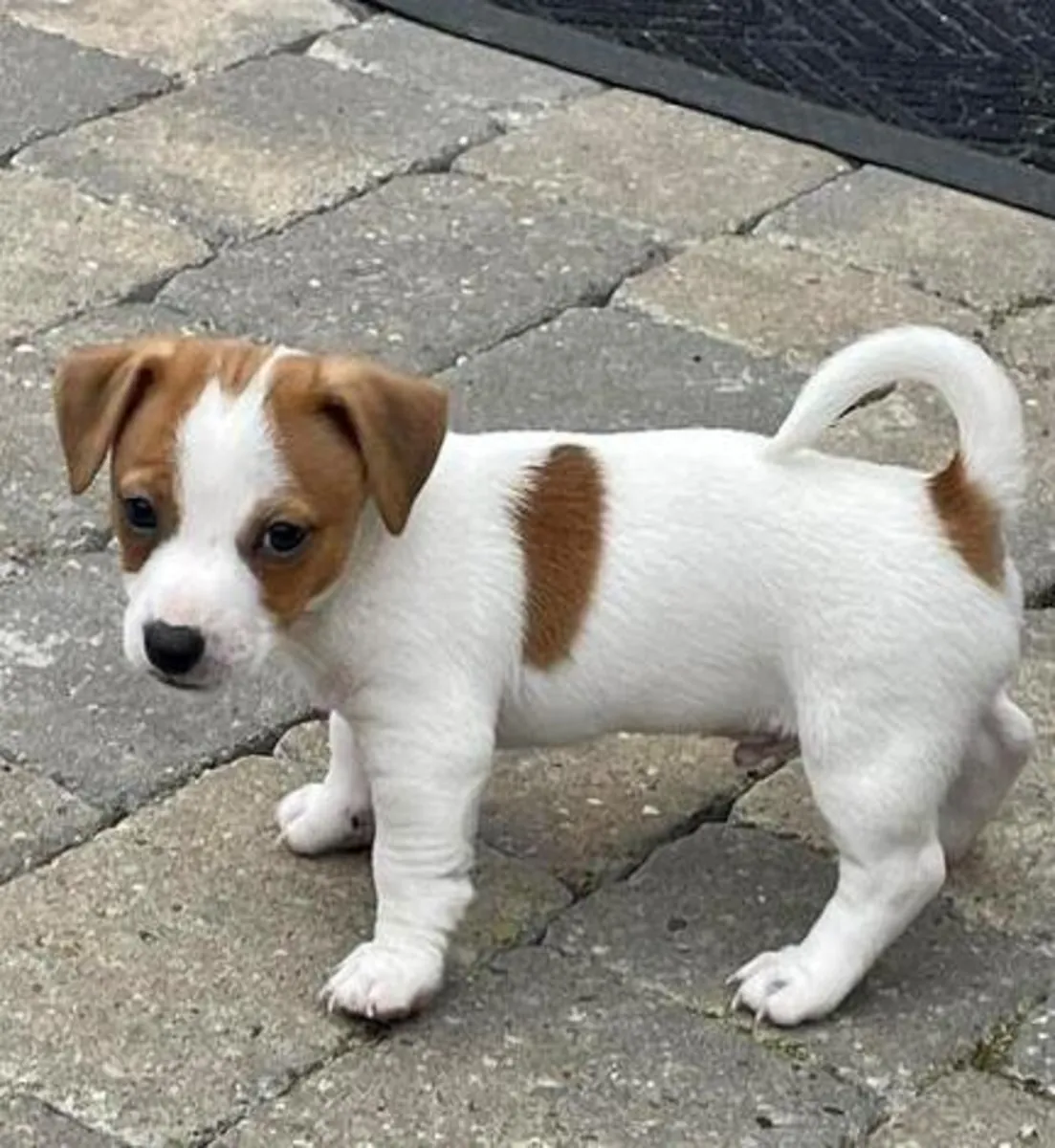 Dos cachorros de Jack Russell Terrier