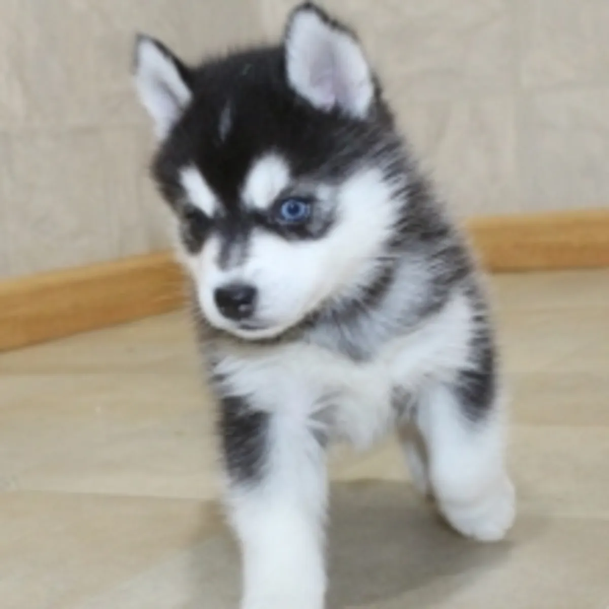 2 Chiots Husky Sibérien
