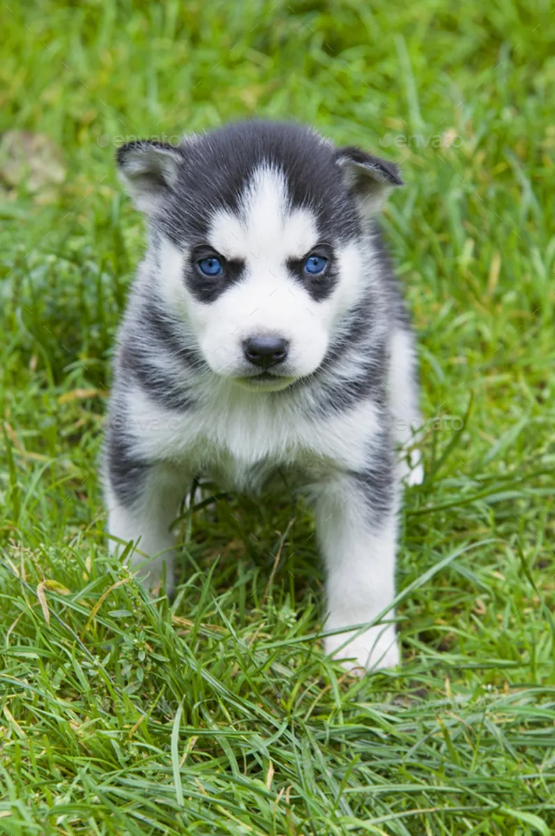2 Chiots Husky Sibérien