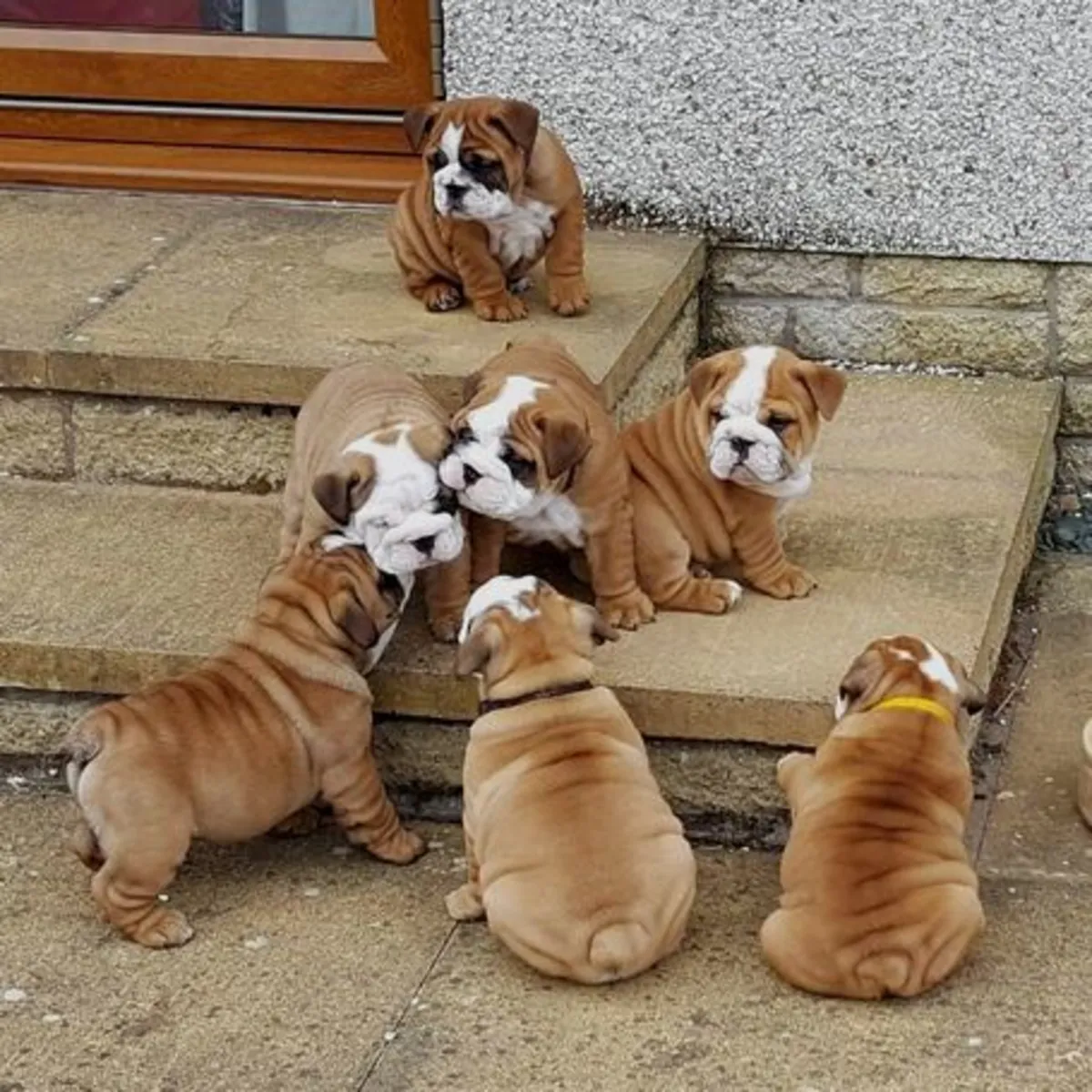 Mignon Chiot Bulldog Anglais
