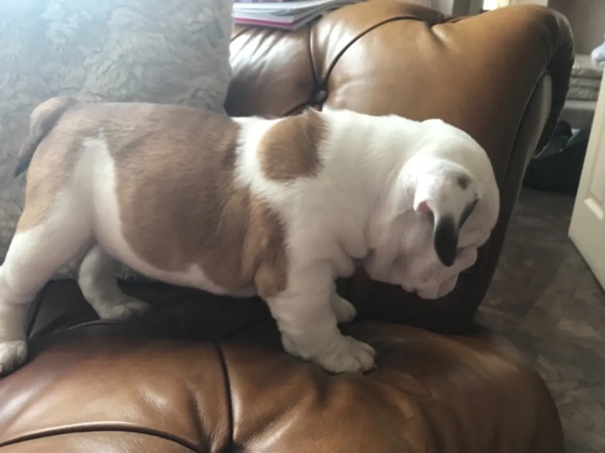 Mignon Chiot Bulldog Anglais