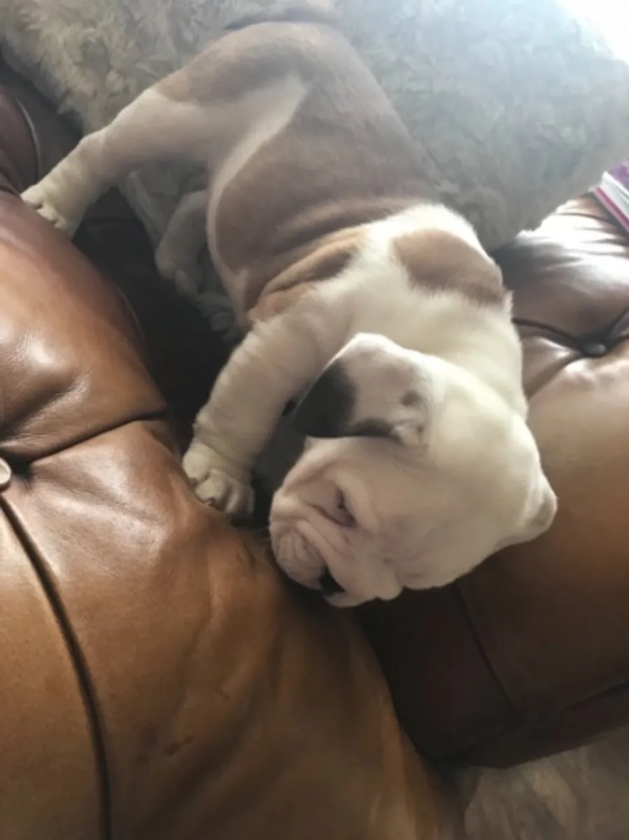 Mignon Chiot Bulldog Anglais