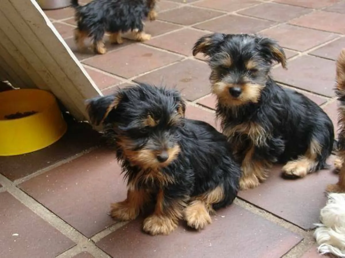 YORKIE TOY PUPPY!