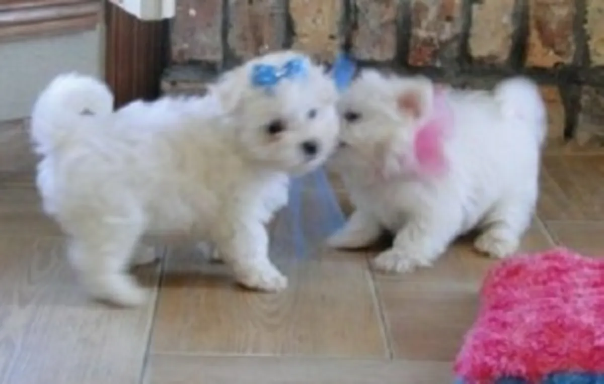 迷你马尔济斯幼犬