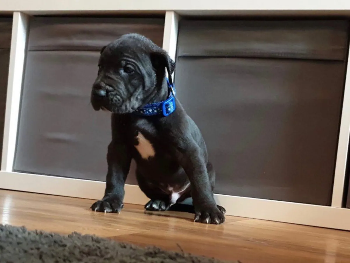 非常干净和活跃的大丹犬幼犬。