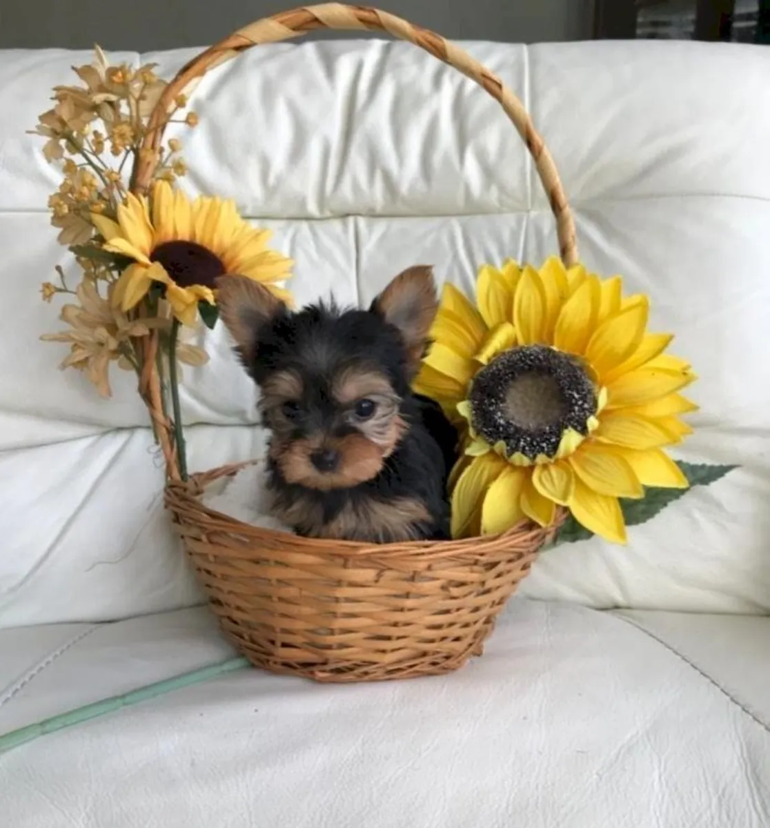 Jolis chiots Yorkshire Terrier avec des tempéraments doux