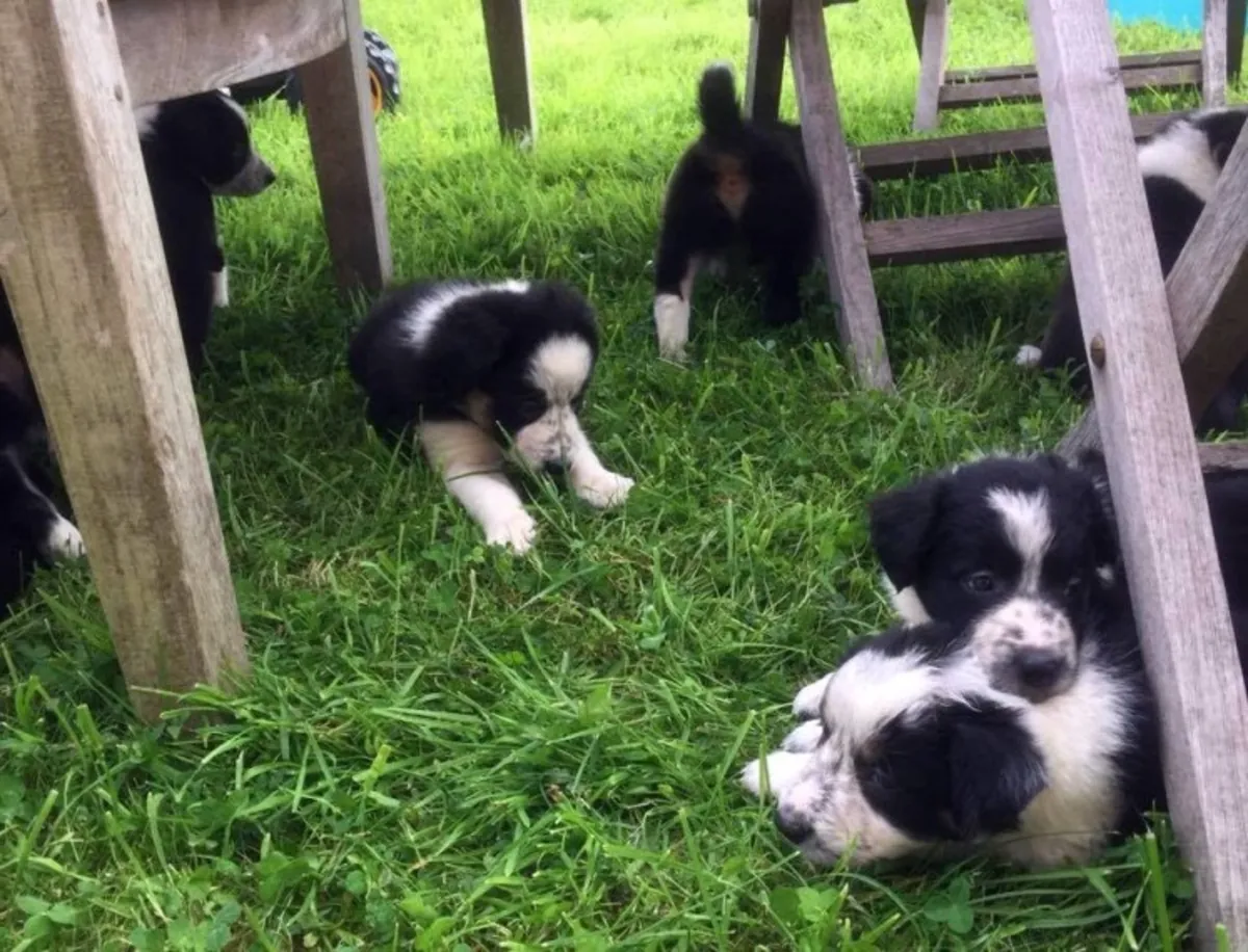 Border Terrier Puppies (males and females)