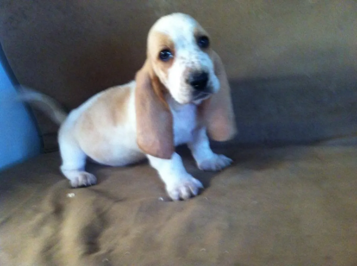 Chiots Basset Hound, mâles et femelles, simplement incroyables !
