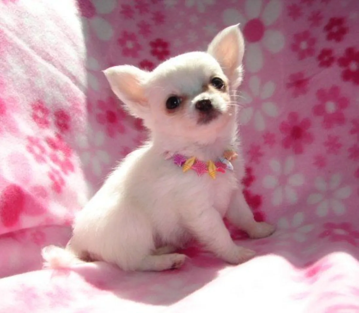 Chiots Chihuahua à adopter