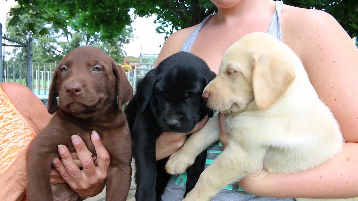 Cachorros Labrador en Adopción