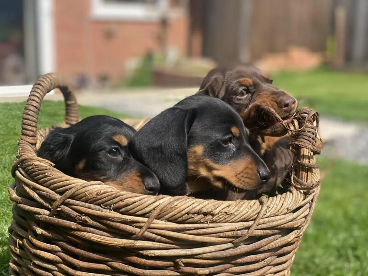 Cachorros Dobermann (machos y hembras) con gran personalidad