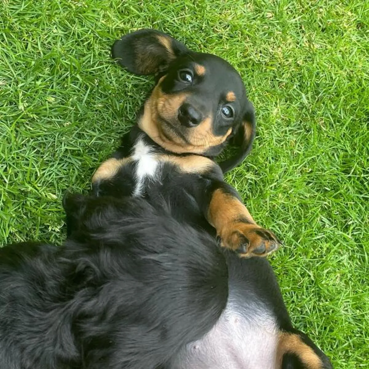 Cachorros Dobermann (machos y hembras) con gran personalidad