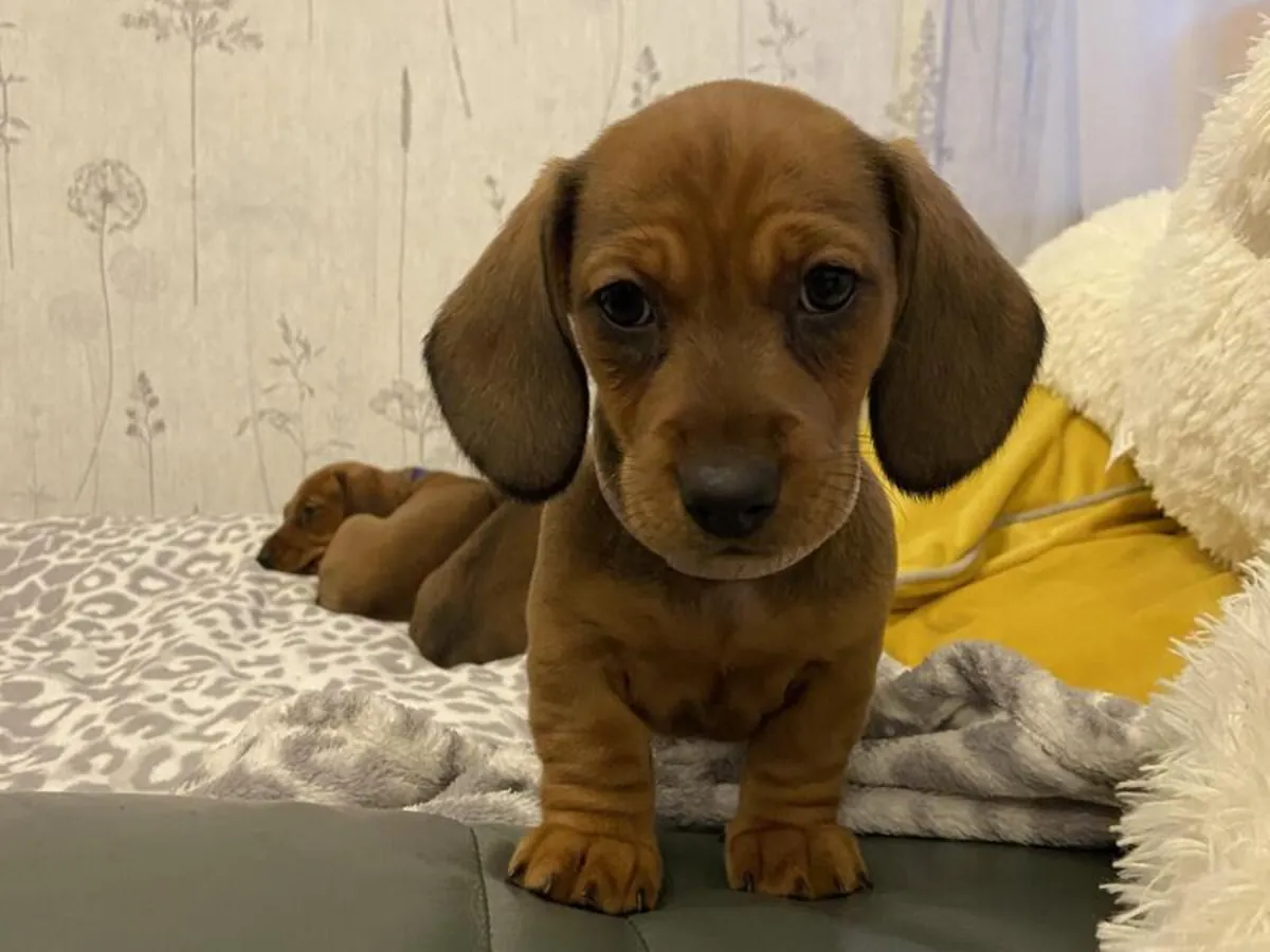 Belles chiots Dachshund, mâles et femelles.