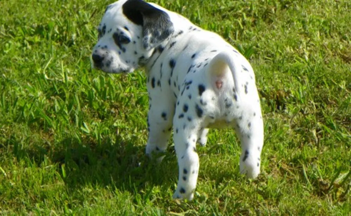 Cachorros dálmatas machos y hembras disponibles