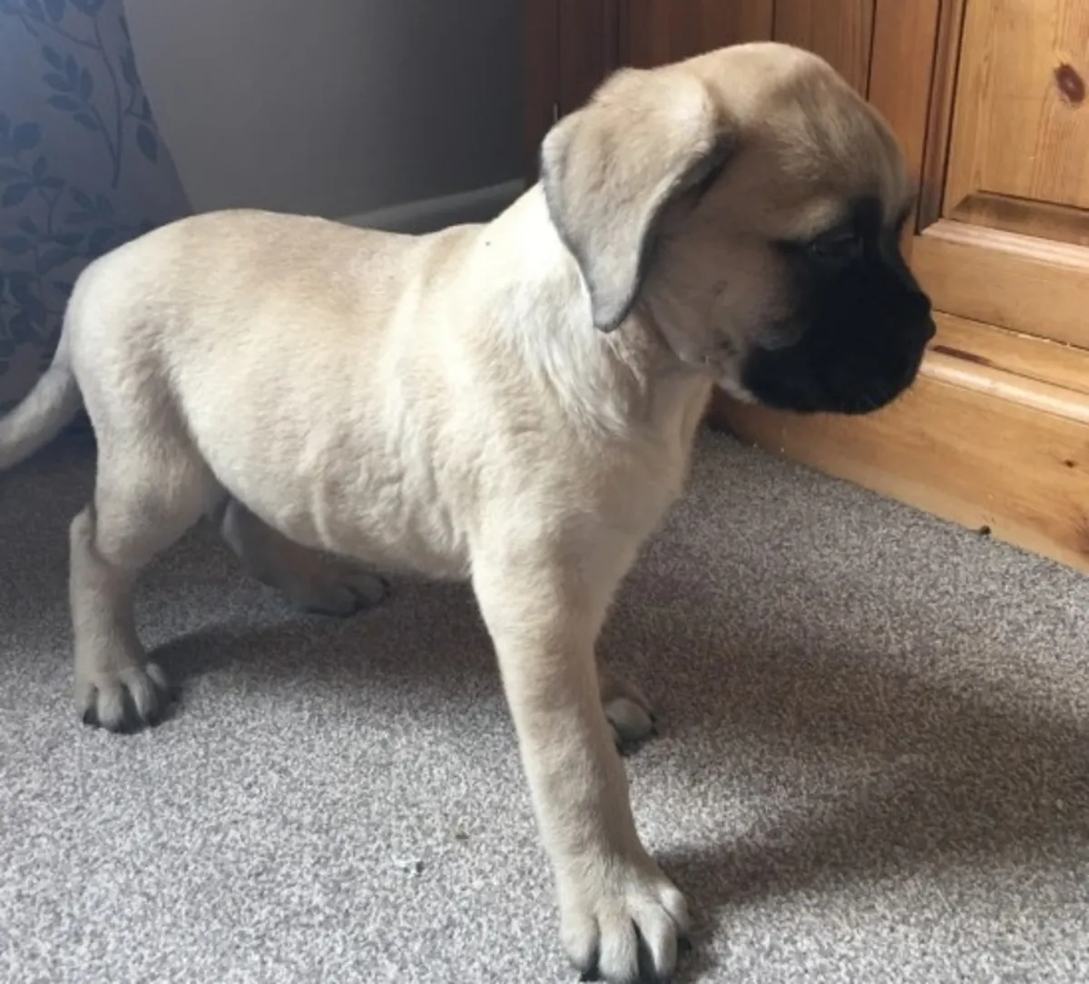 可爱的斗牛獒幼犬