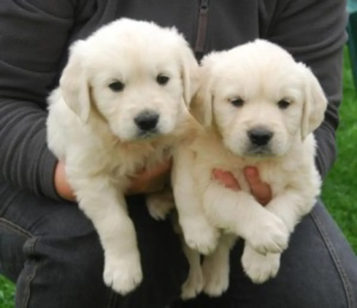 Adorable chiot Golden Retriever à adopter