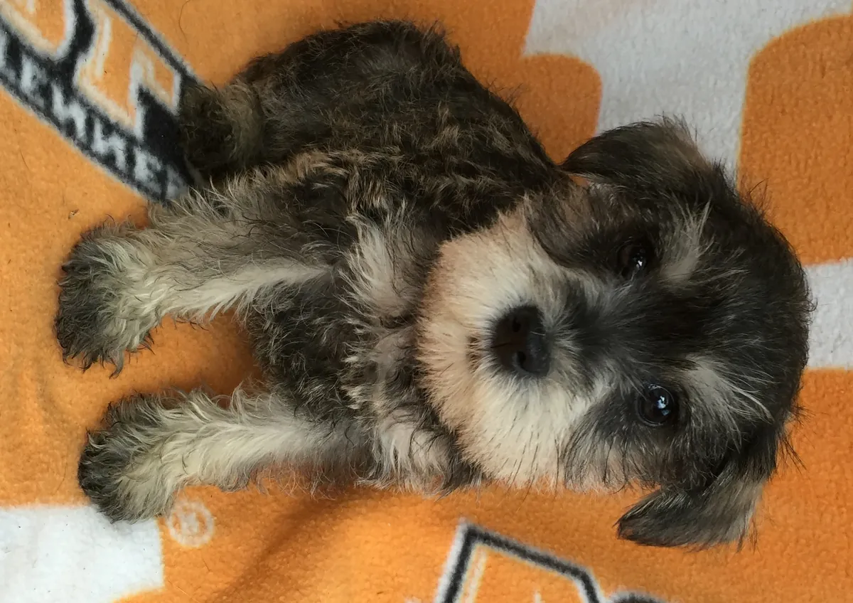 Cachorros Schnauzer Miniatura