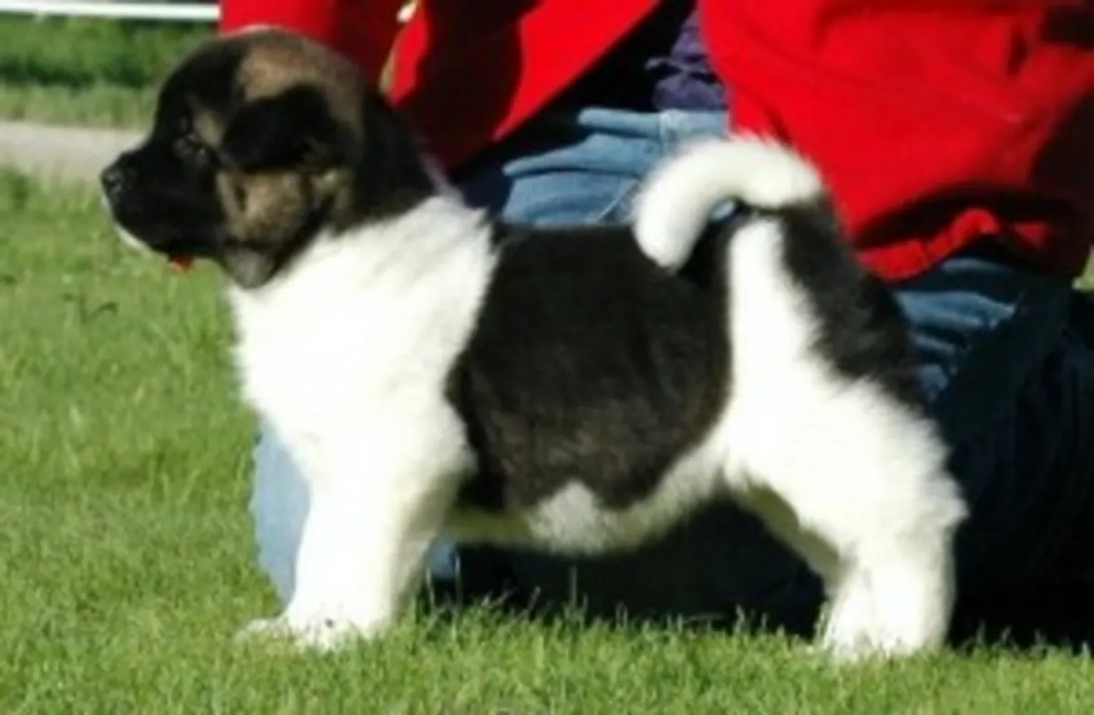 Precious Akita puppies