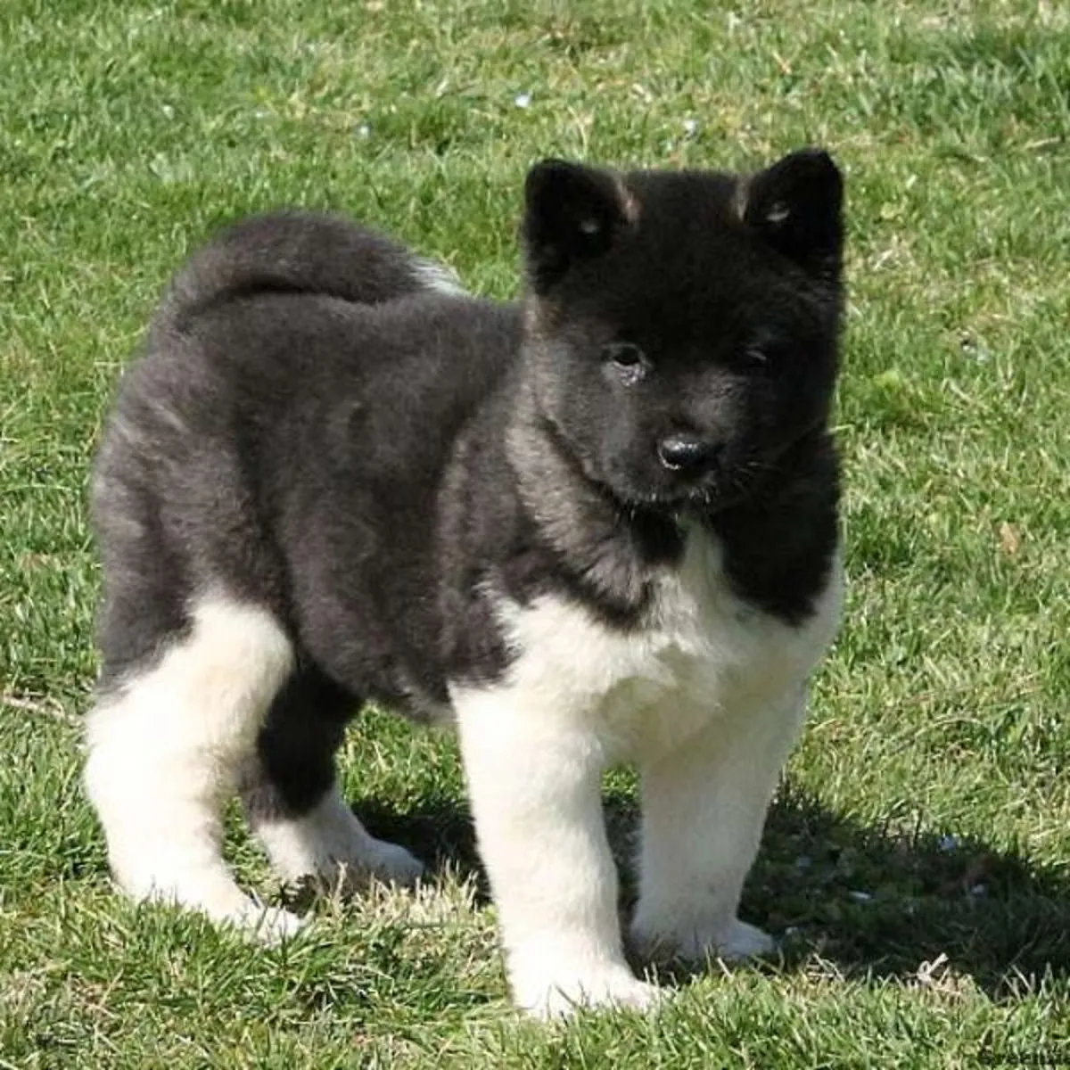 Precious Akita puppies