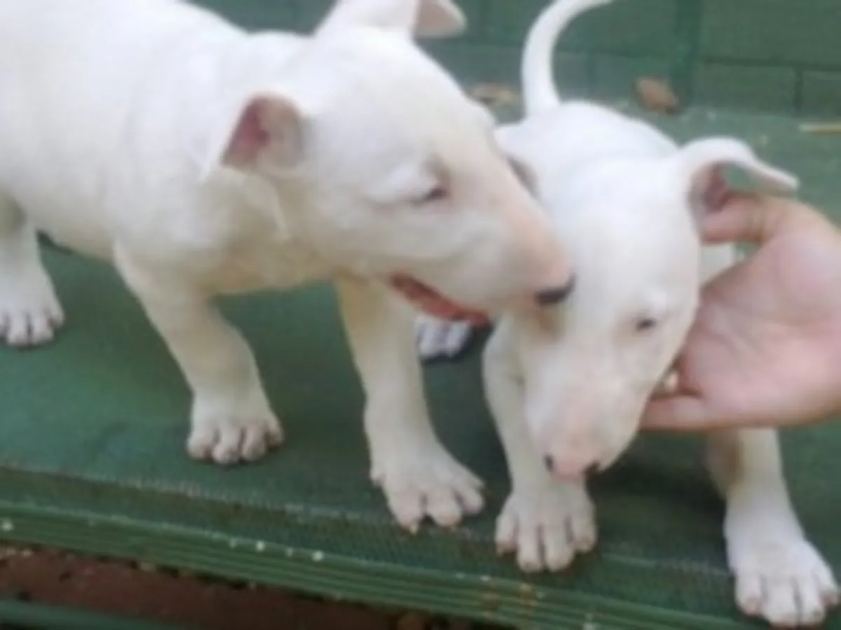Cachorros Bull Terrier excepcionales*Arkansas*