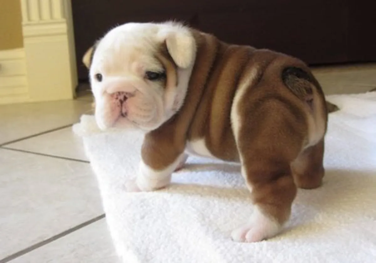 English Bulldog Puppies Looking for a Good Home