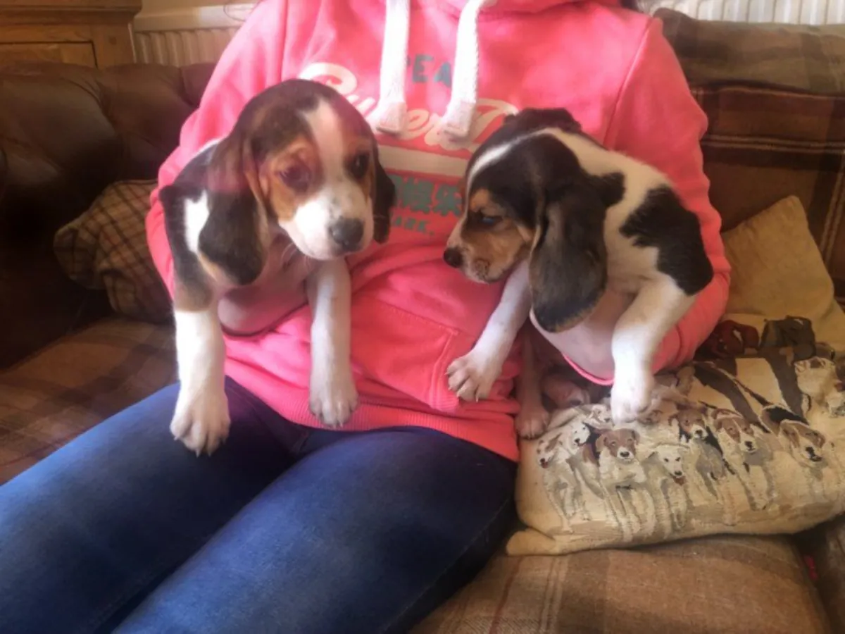 Adorable male and female Beagle puppies