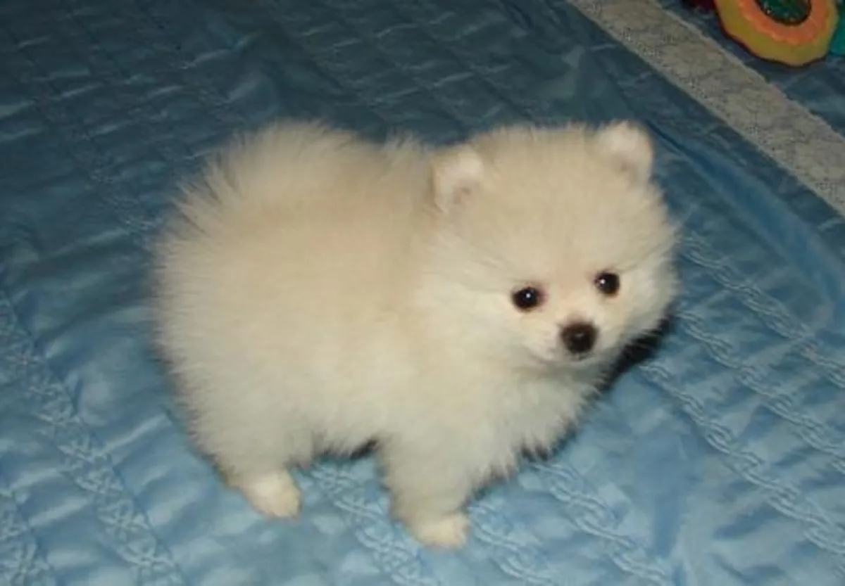 5 Chiots Pomeranian Miniature