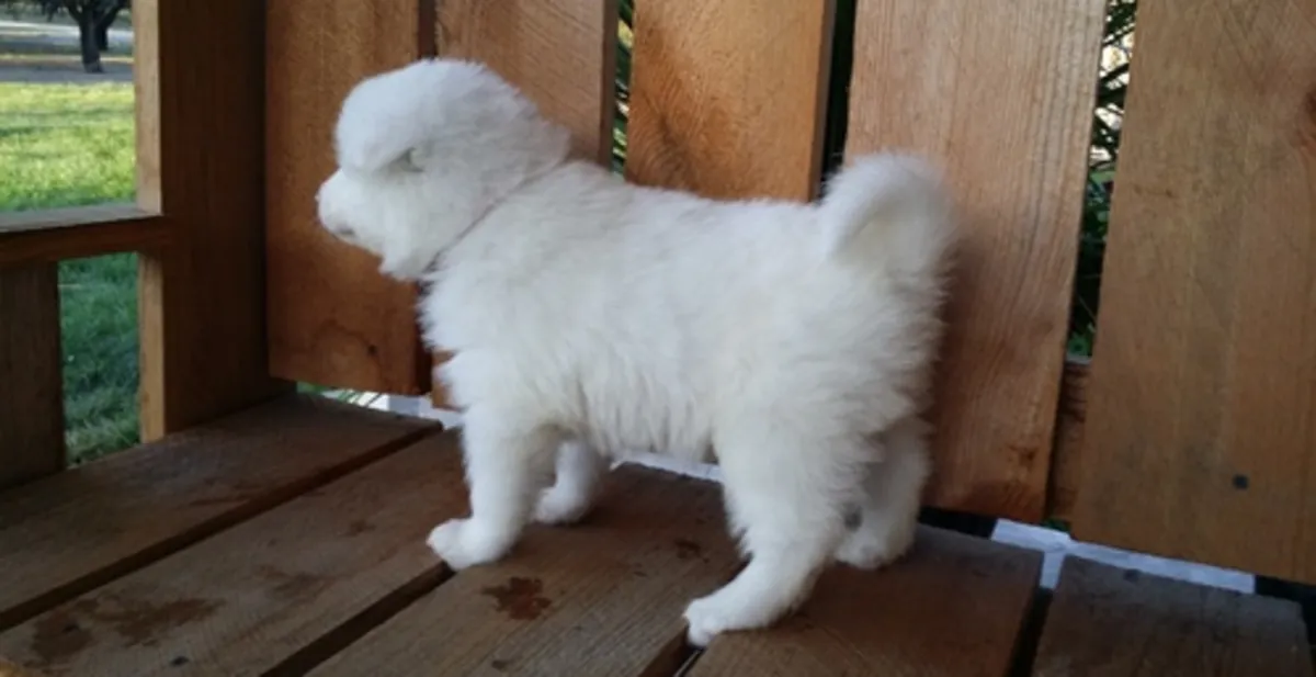Chiots Samoyède avec pedigree KC !