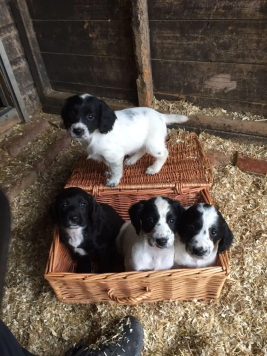 Cocker Spaniel macho y hembra
