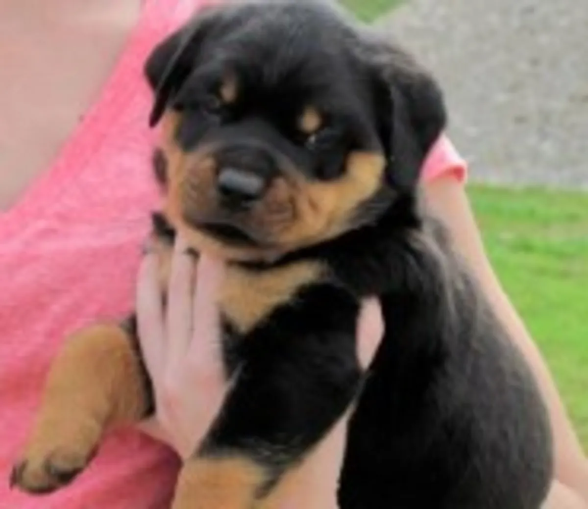 Chiots Rottweiler robustes