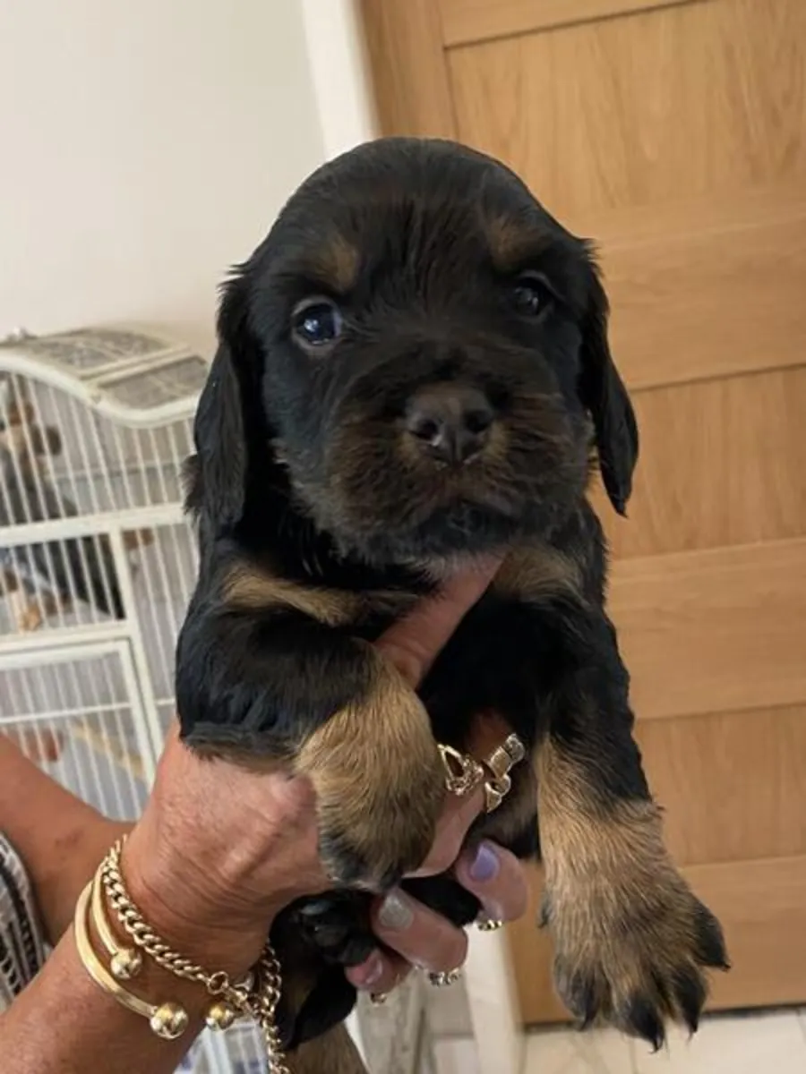 Cocker Spaniel Puppies Napo