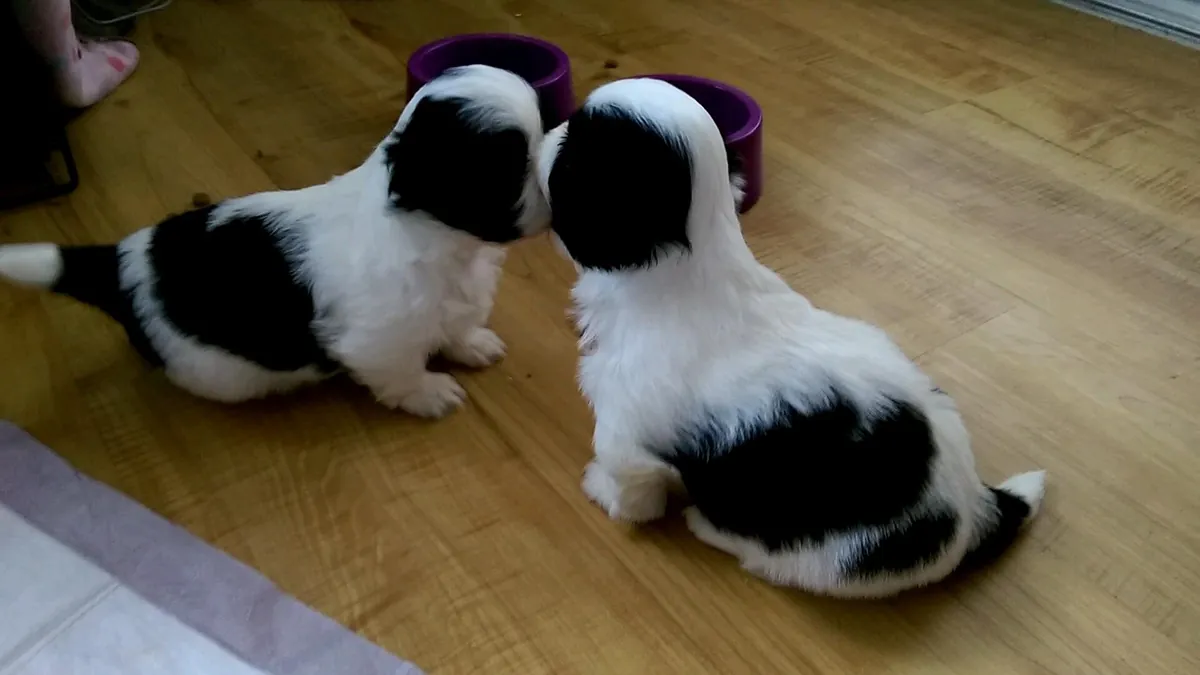家训的西施犬幼犬