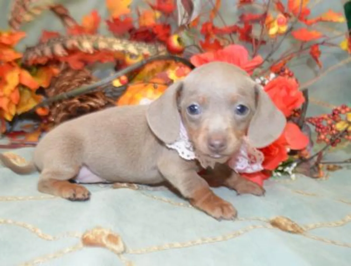 Chiots Teckel Miniature
