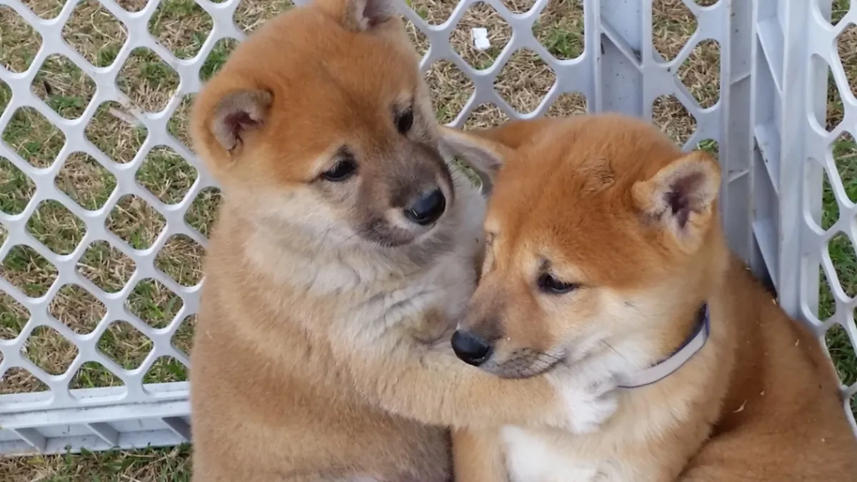 Adorables chiots Shiba Inu enregistrés
