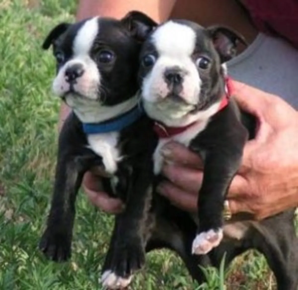 Chiots Boston Terrier