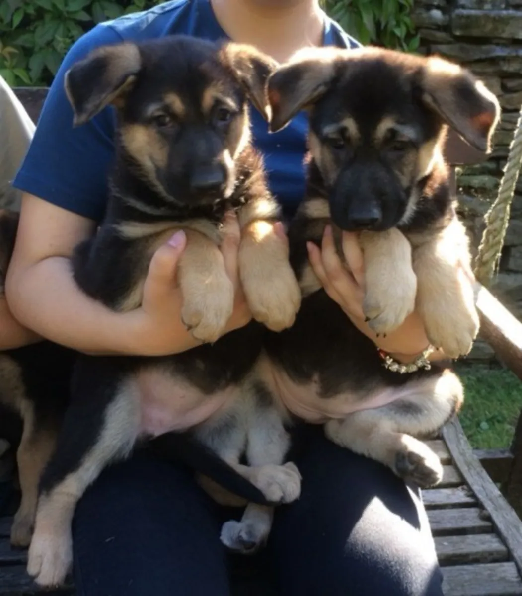Chiots de Berger Allemand de Qualité