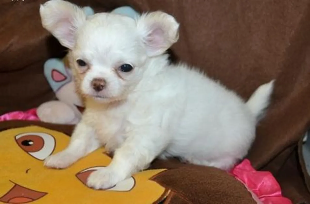 Sevimli Chihuahua Yavruları