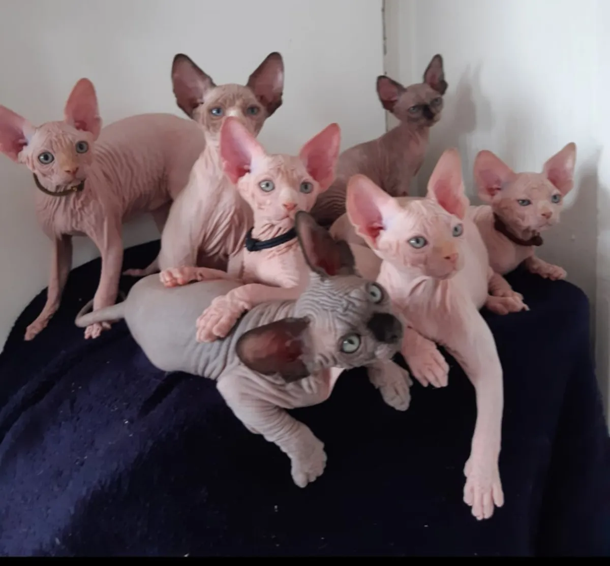 Lindos gatitos Sphynx