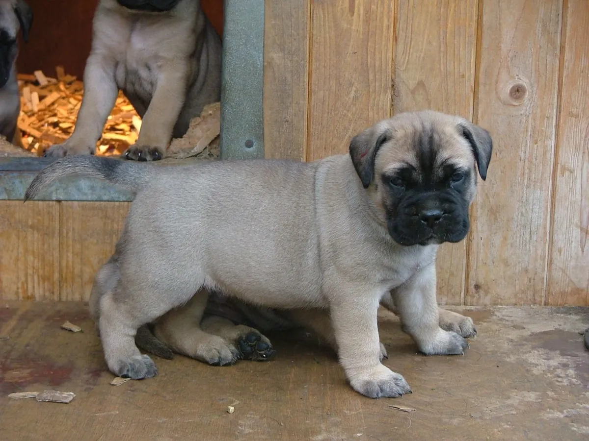 Chiots Maltiff pour Noël