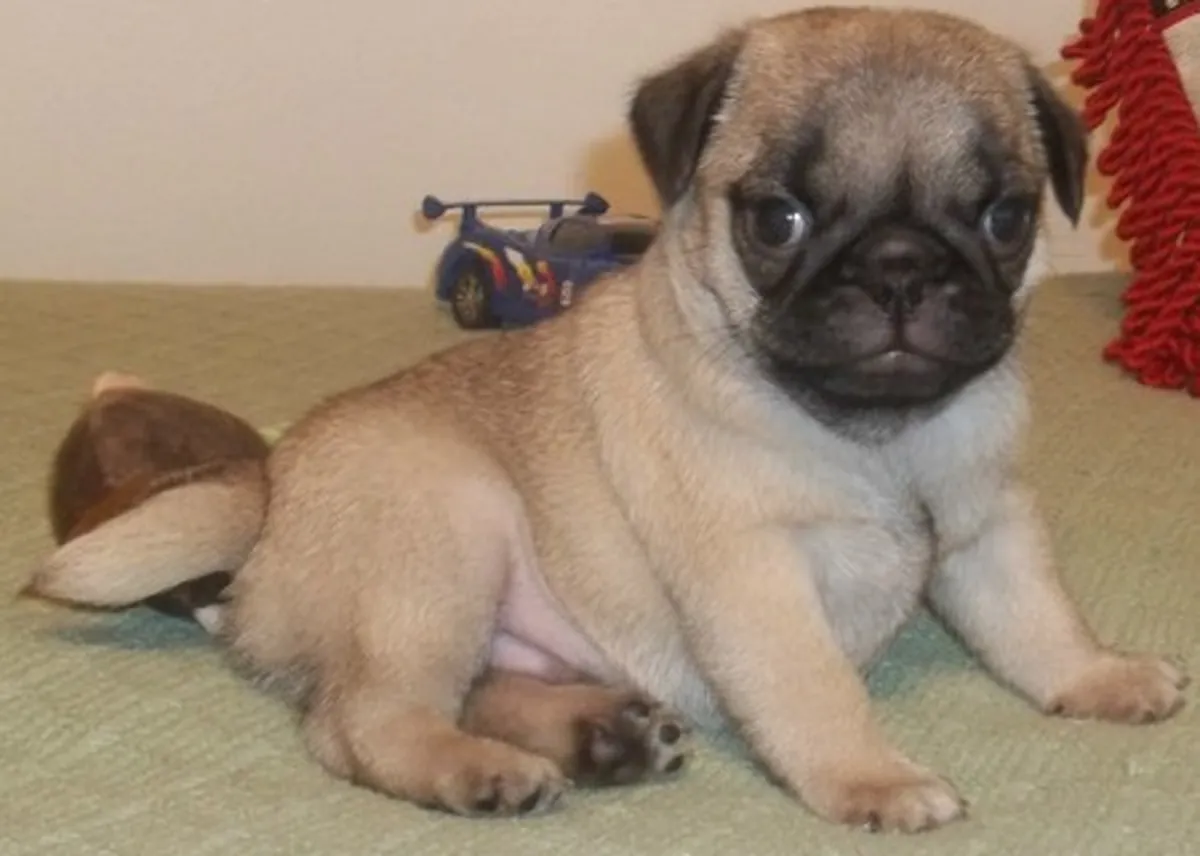 Chiot carlin bien dressé prêt à être adopté