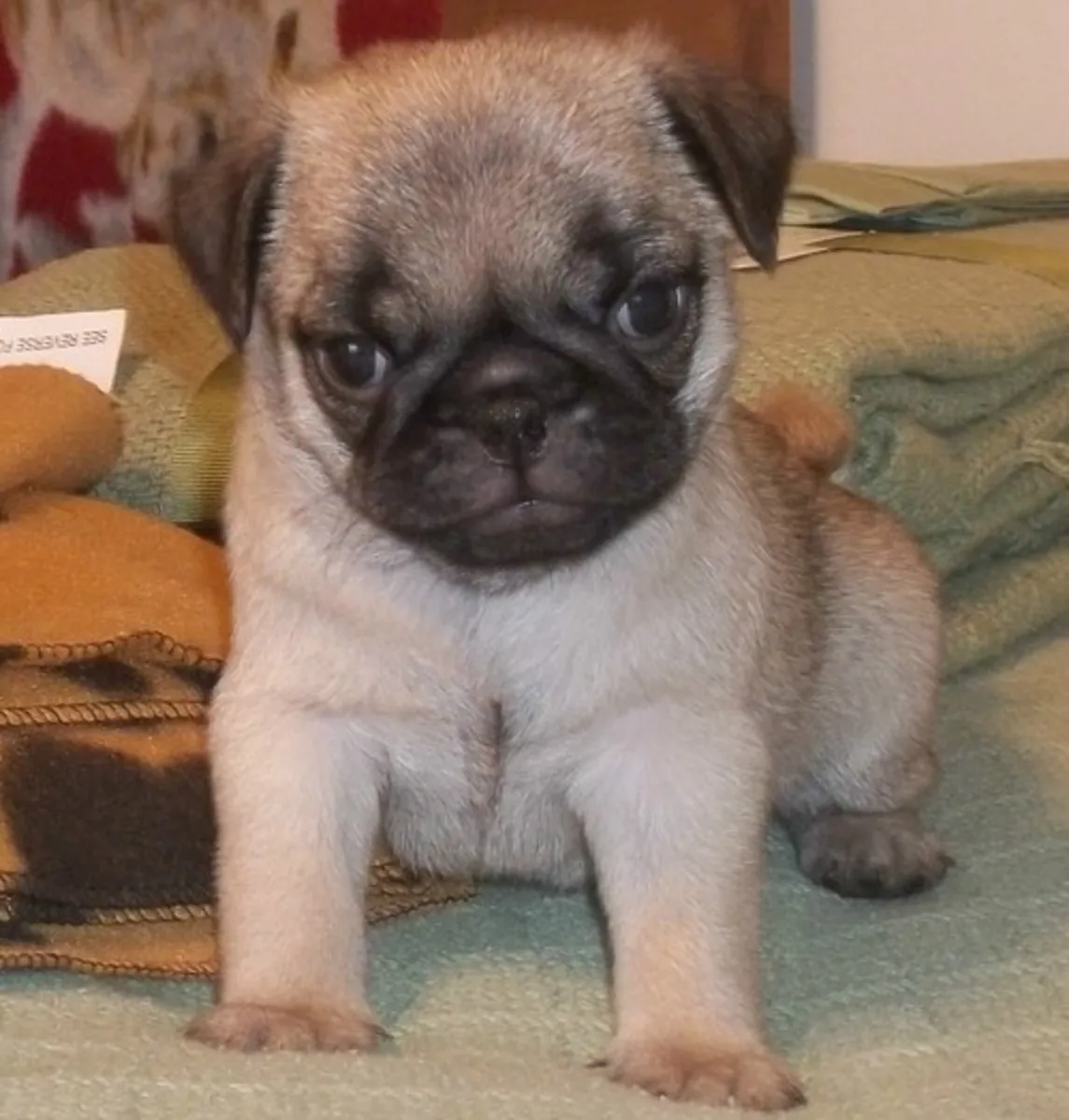 Chiot carlin bien dressé prêt à être adopté