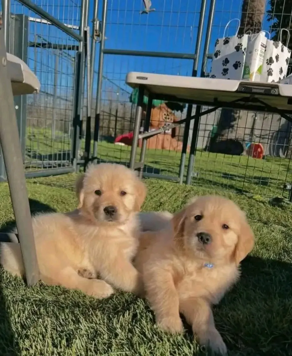 Superbes chiots golden retriever mâle et femelle prêts à partir