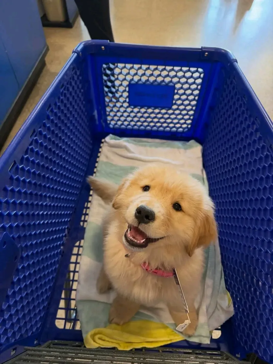 Superbes chiots golden retriever mâle et femelle prêts à partir