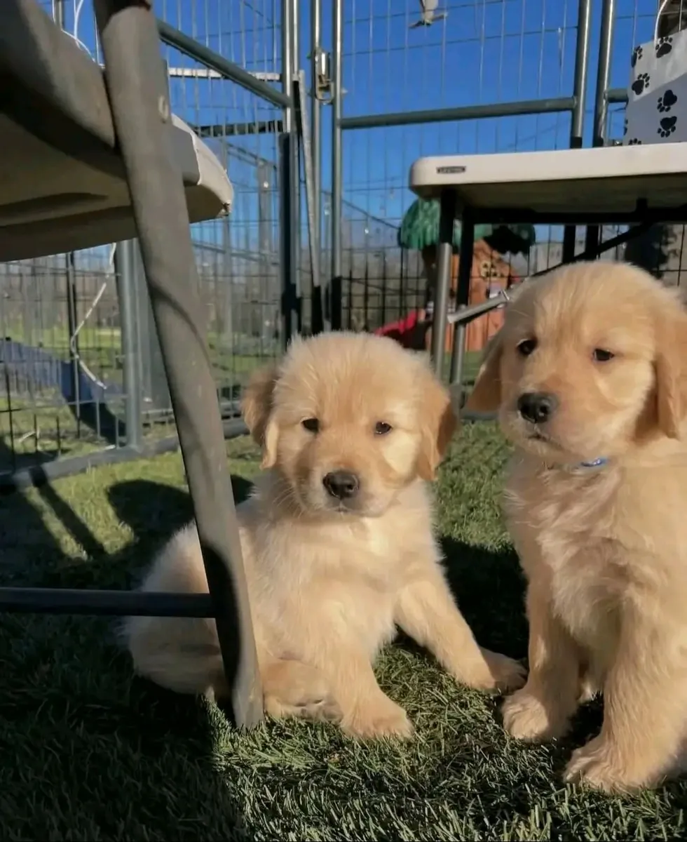 Superbes chiots golden retriever mâle et femelle prêts à partir