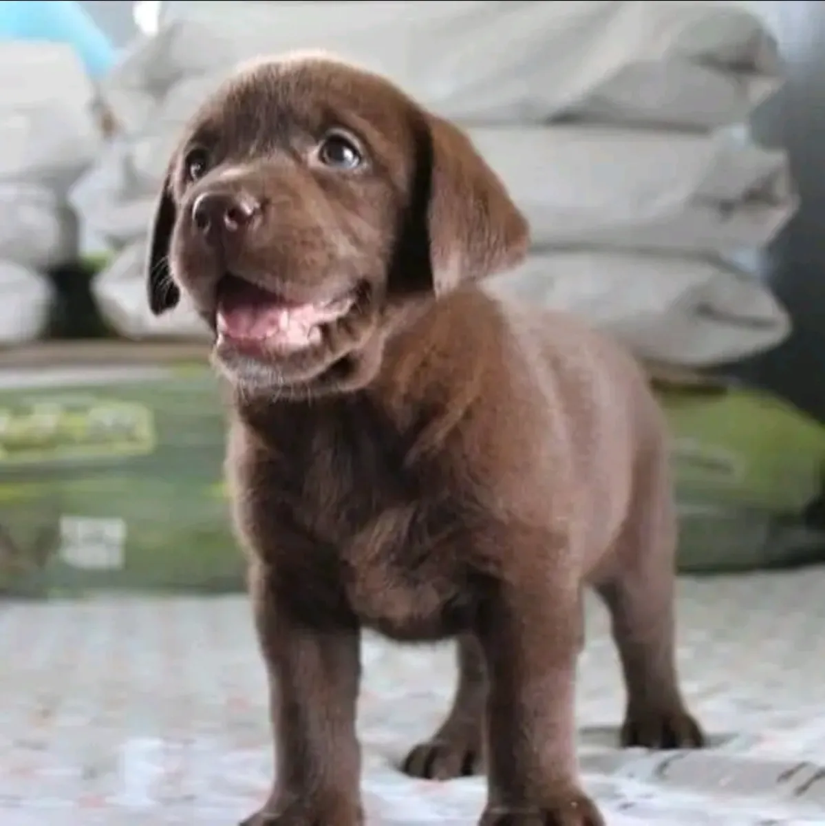 Chiots Labrador chocolat à adopter