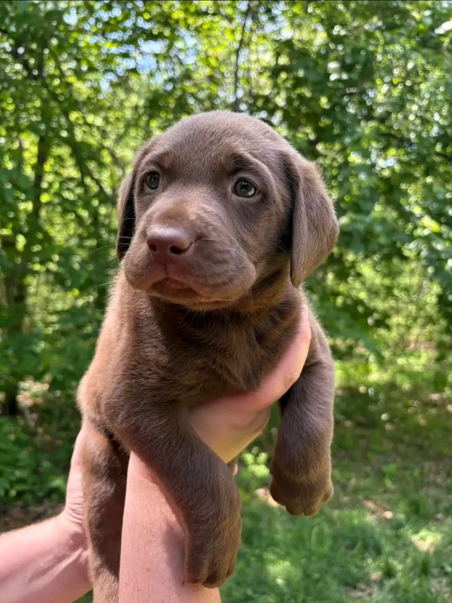 Chiots Labrador chocolat à adopter