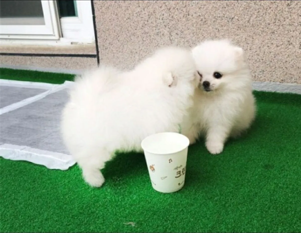 Chiots poméraniens affectueux à adopter